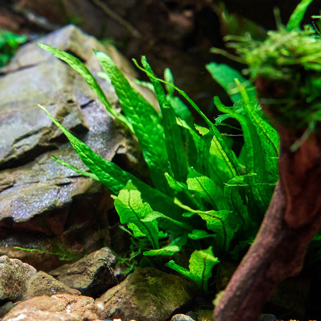 Microsorum pteropus