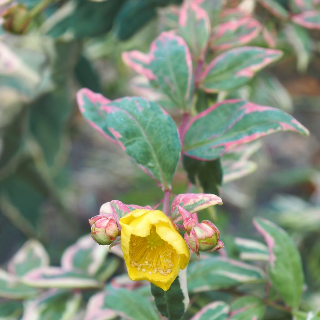 Pensaskuisma Tricolor