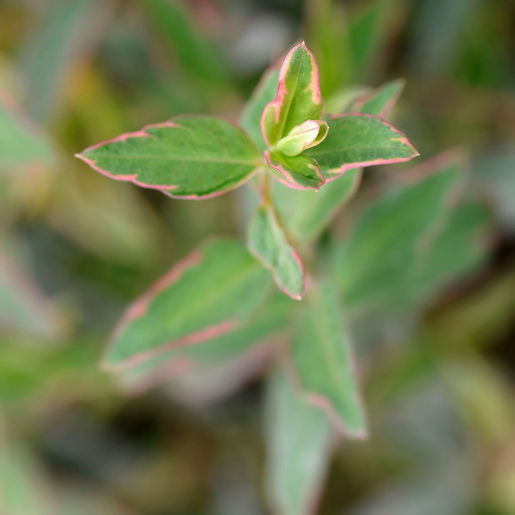 Pensaskuisma Tricolor