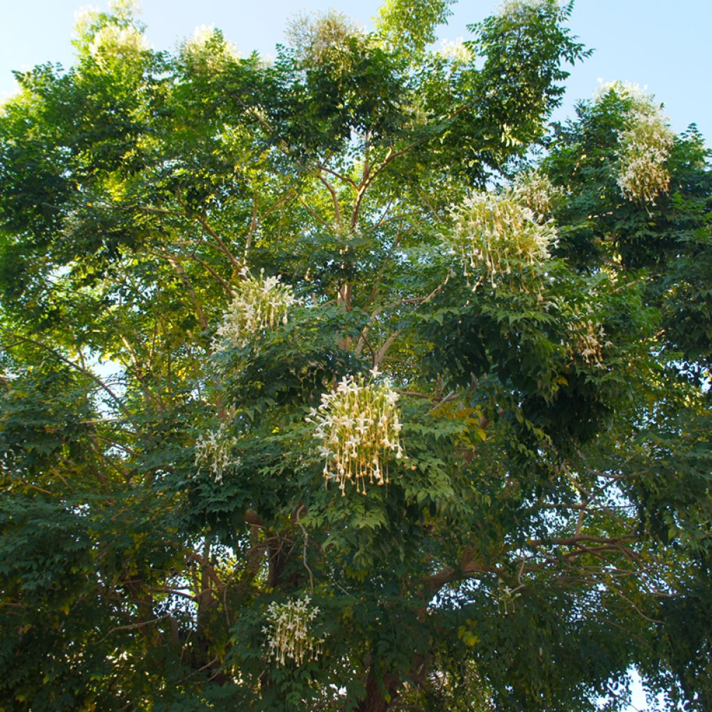Tuoksutrumpetti - Millingtonia hortensis