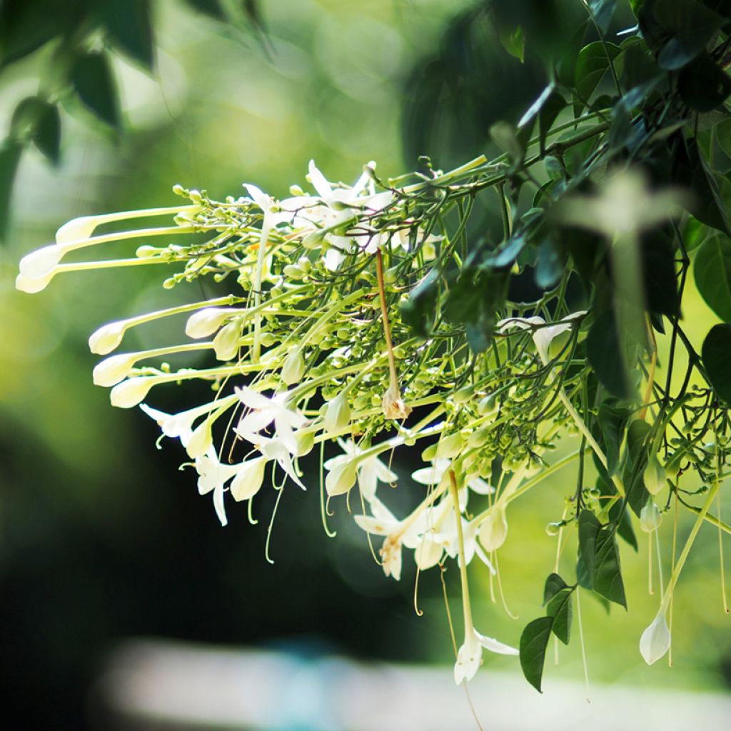 Tuoksutrumpetti - Millingtonia hortensis