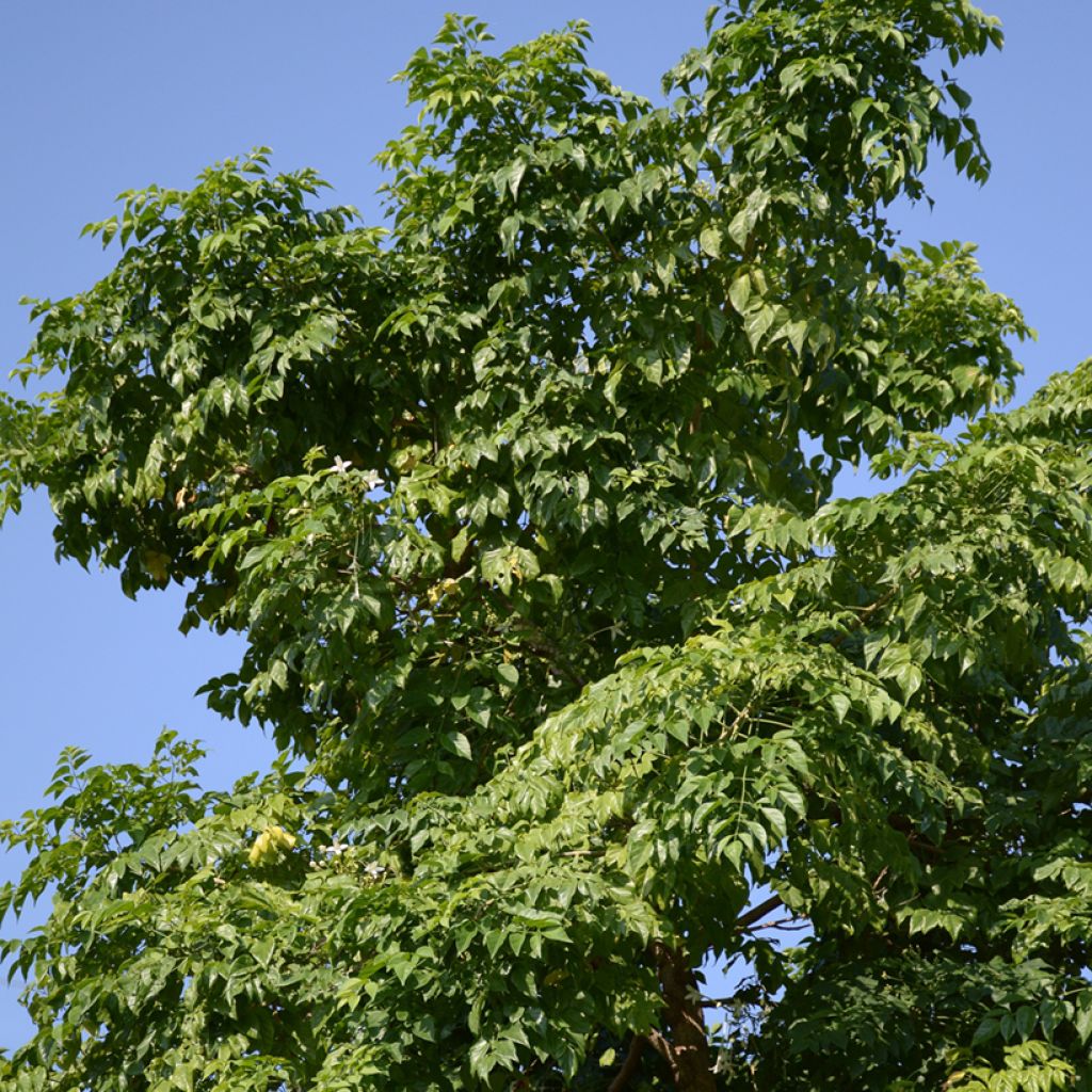 Tuoksutrumpetti - Millingtonia hortensis