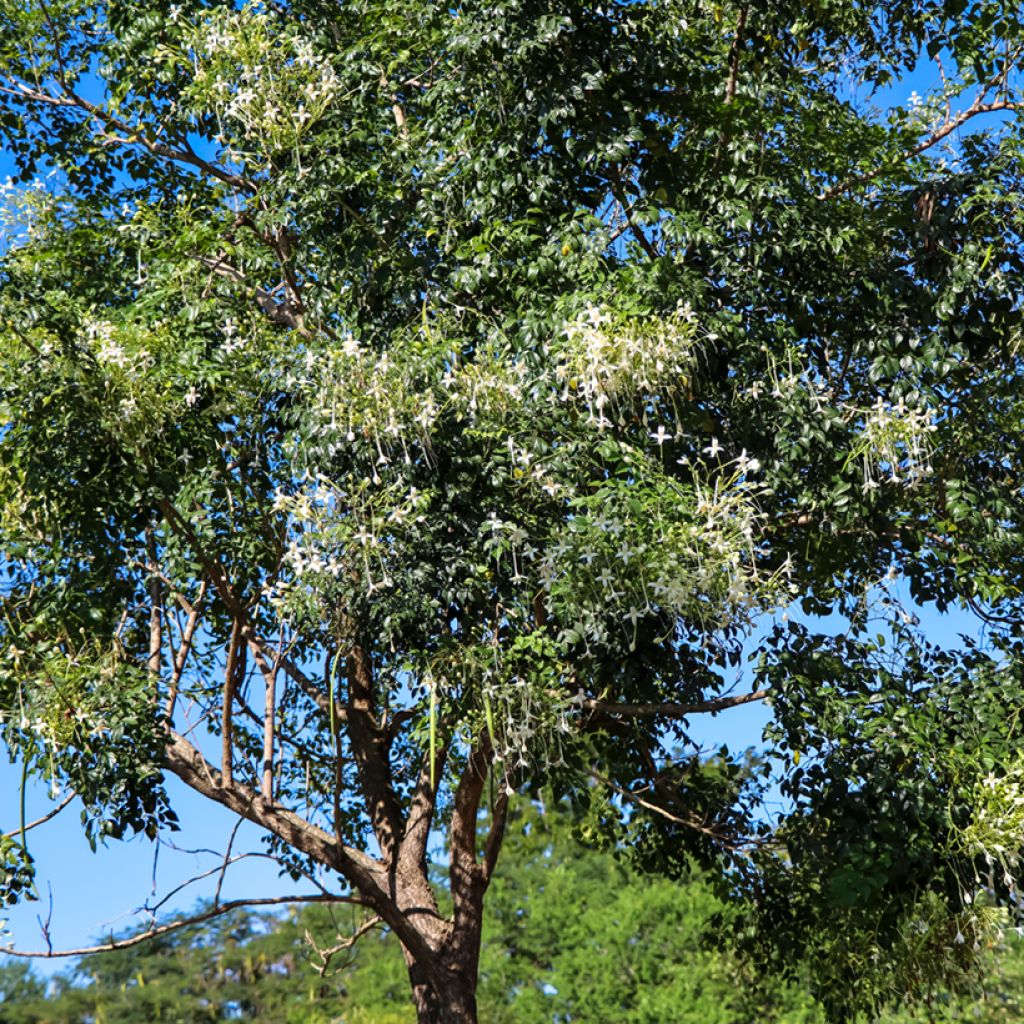 Tuoksutrumpetti - Millingtonia hortensis
