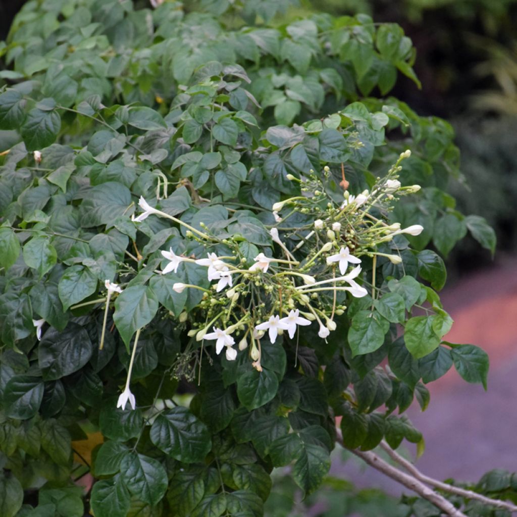 Tuoksutrumpetti - Millingtonia hortensis