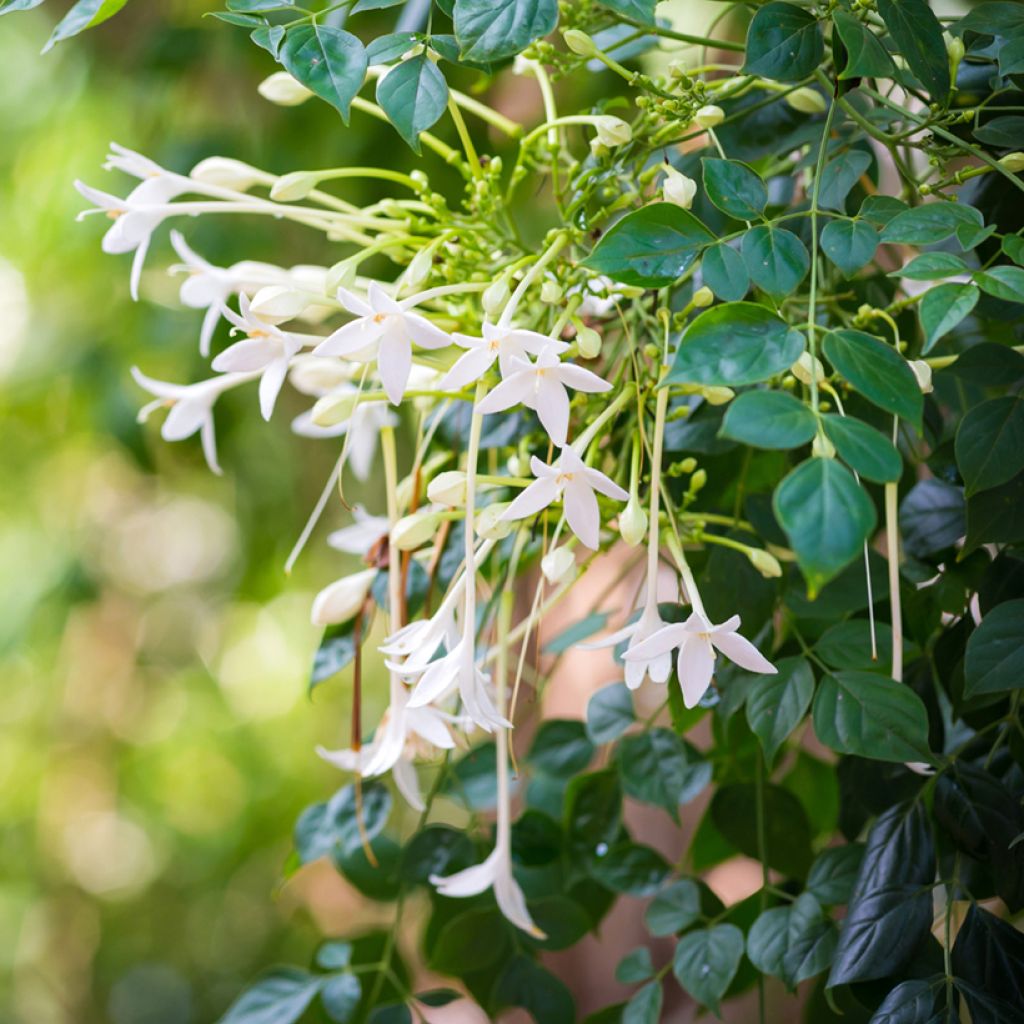 Tuoksutrumpetti - Millingtonia hortensis