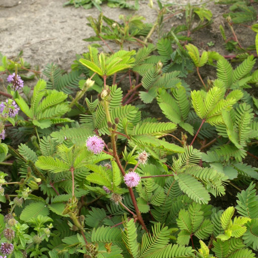 Tuntokasvi (siemenet) - Mimosa pudica