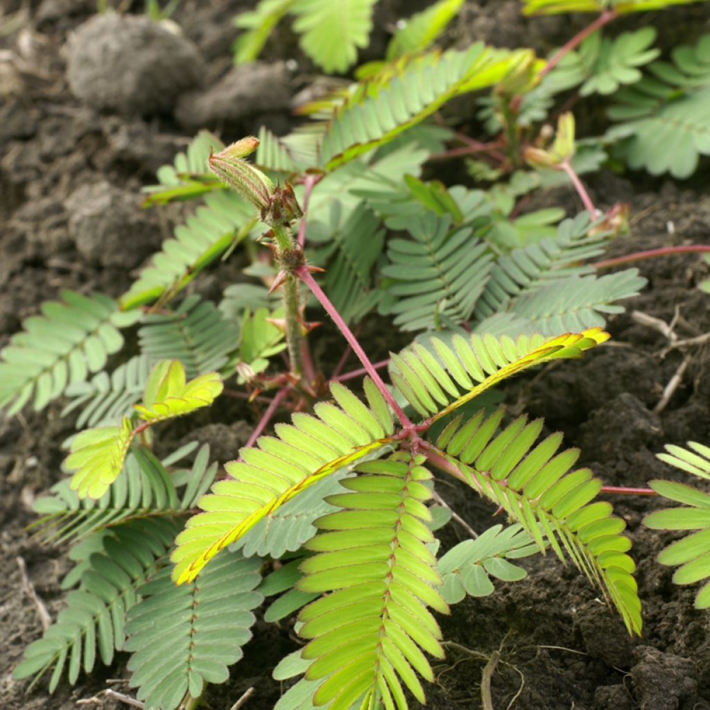 Tuntokasvi (siemenet) - Mimosa pudica