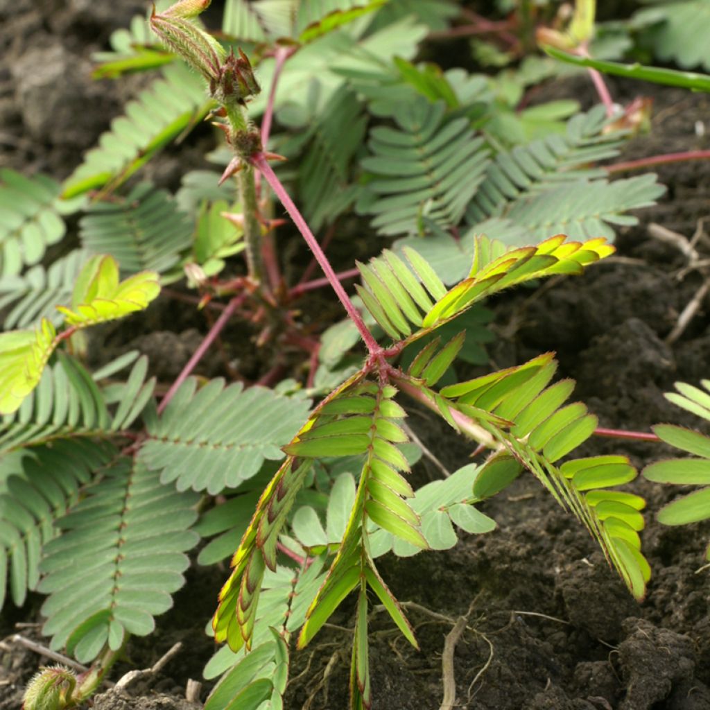 Tuntokasvi (siemenet) - Mimosa pudica