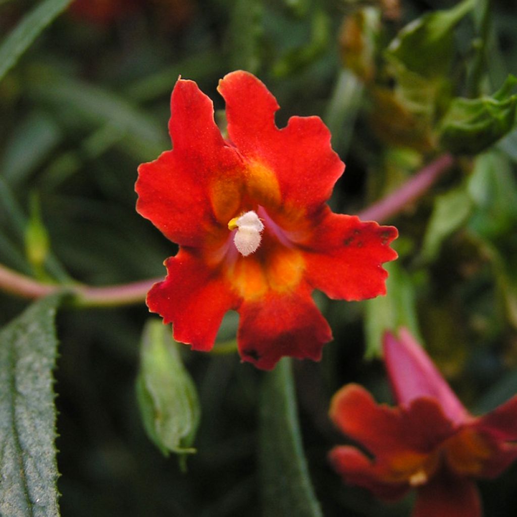 Apinankukka Mai Tai Red