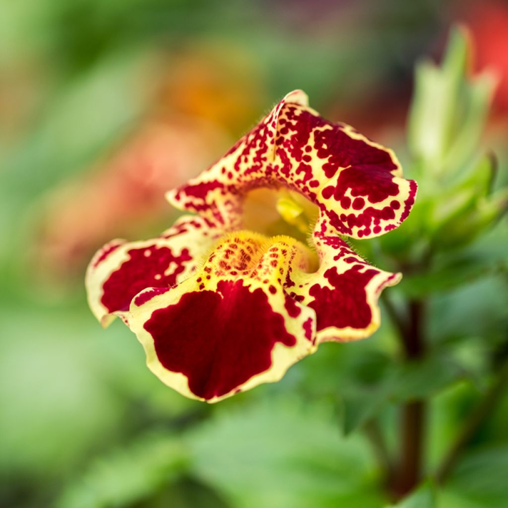 Kelta-apinankukka - Mimulus luteus