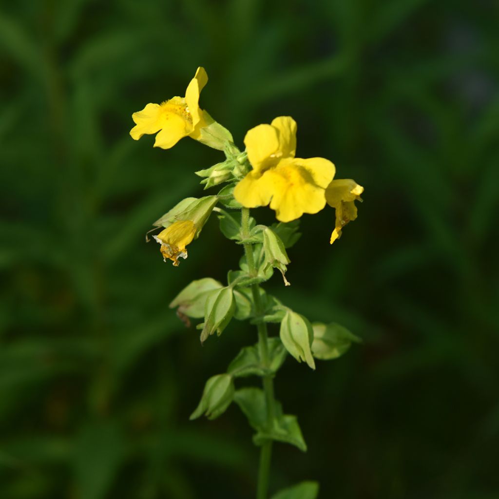 Kelta-apinankukka - Mimulus luteus