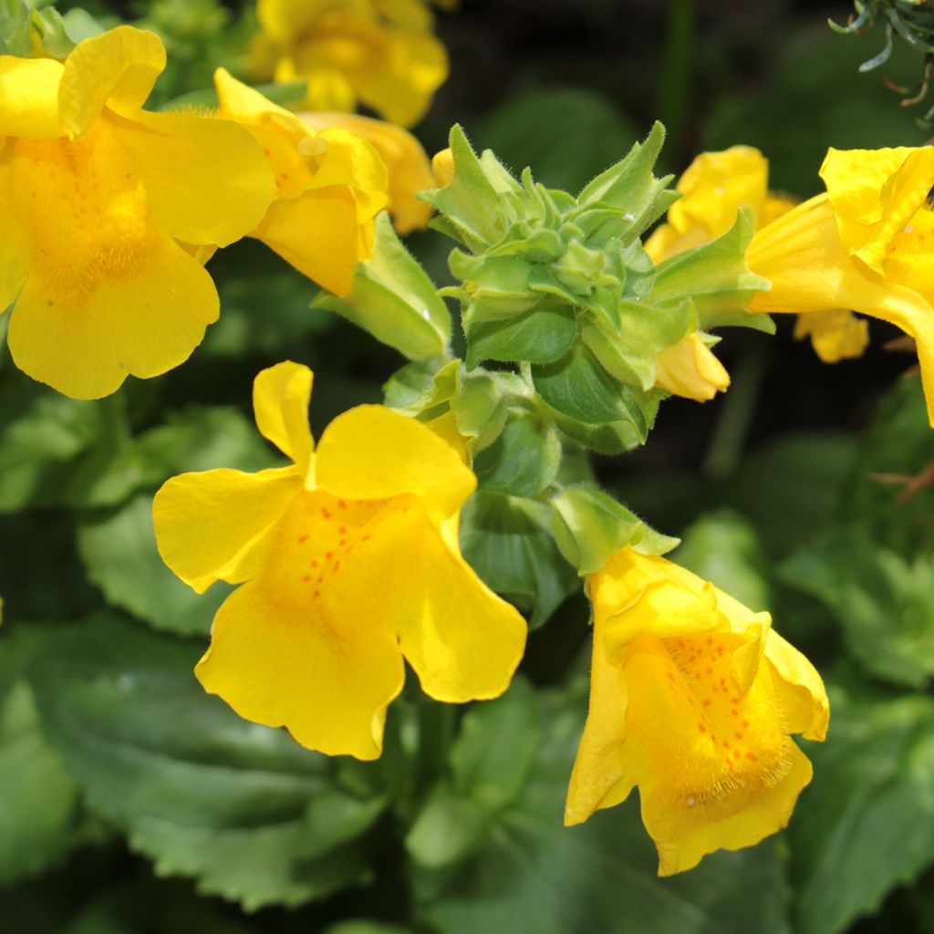Kelta-apinankukka - Mimulus luteus