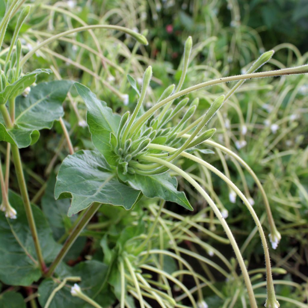 Torvi-ihmekukka (siemenet) - Mirabilis longiflora
