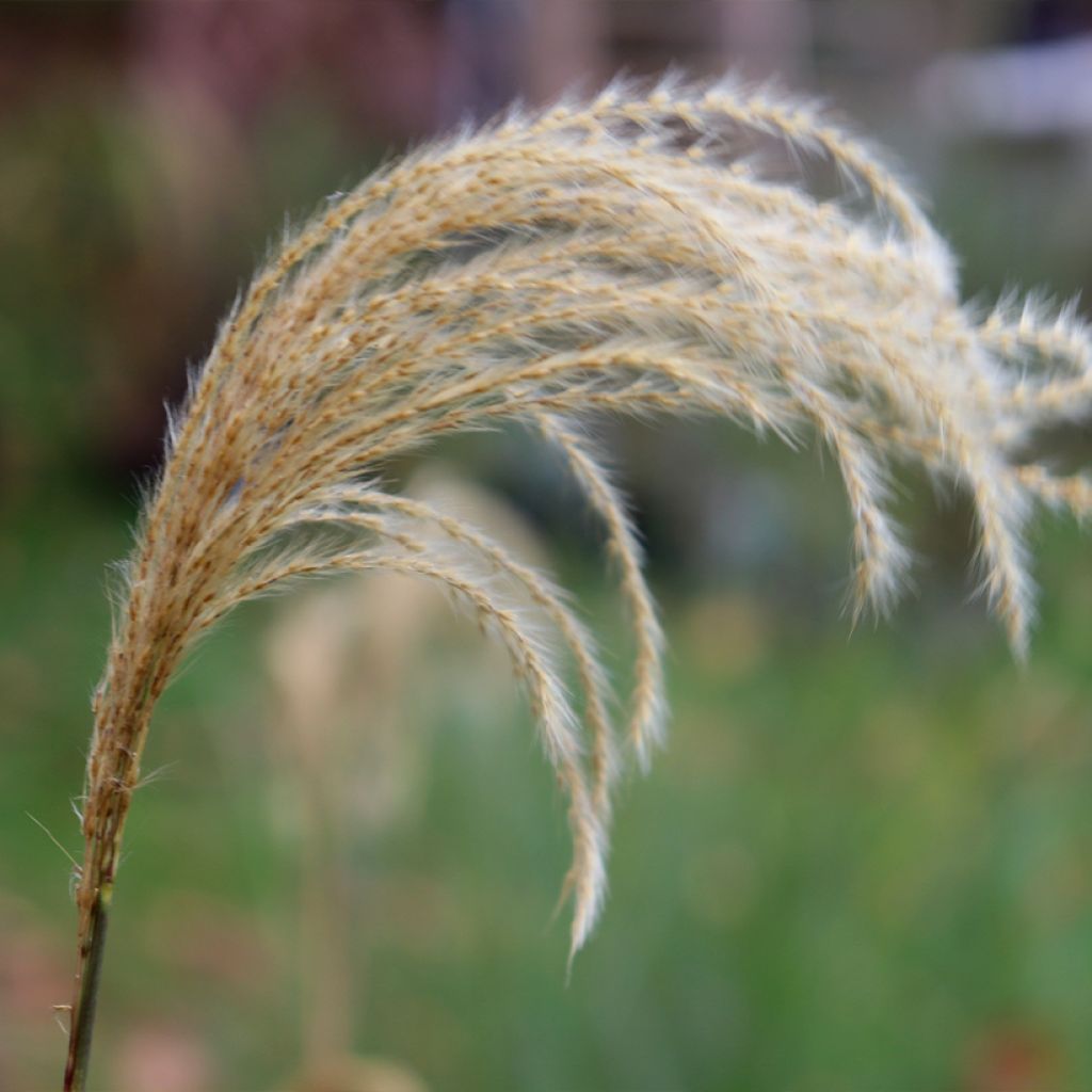 Elefanttiheinä - Miscanthus nepalensis