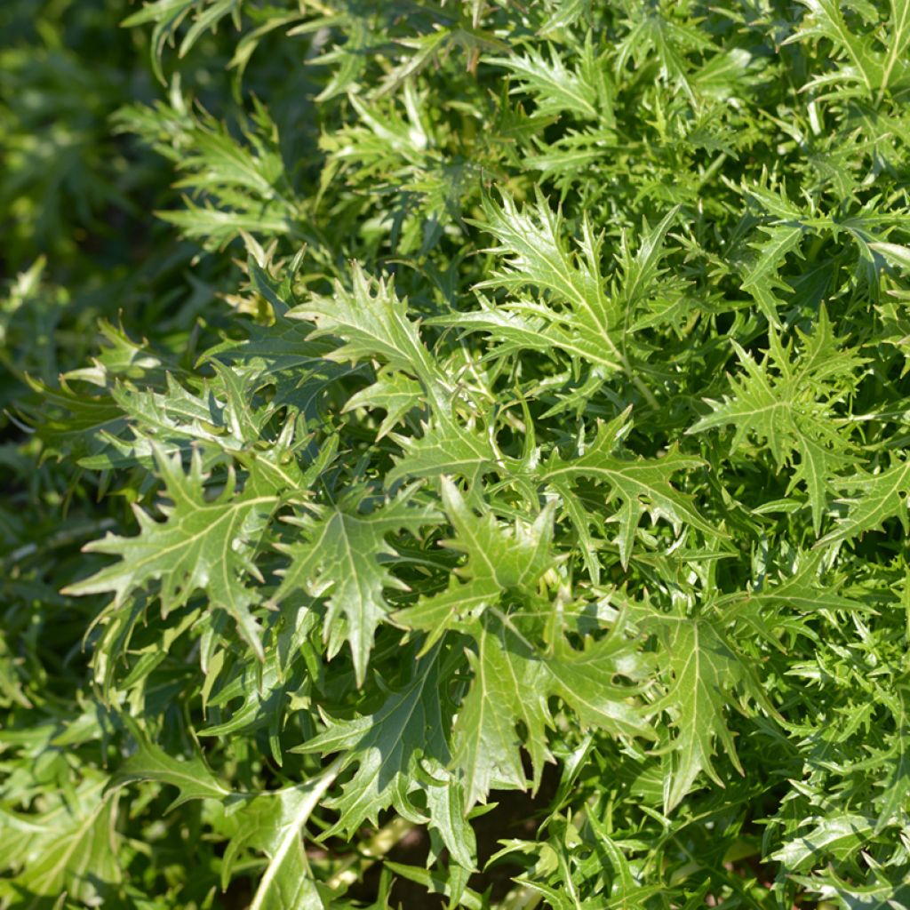 Japaninkaali (mizuna) japonica luomu - Ferme de Sainte Marthe