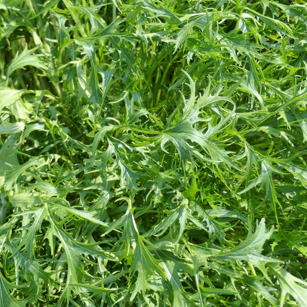 Japaninkaali (mizuna) japonica