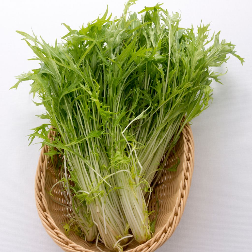 Japaninkaali (mizuna) japonica