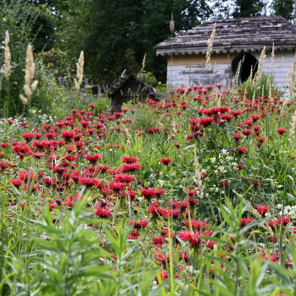 Punaväriminttu Gardenview Scarlet