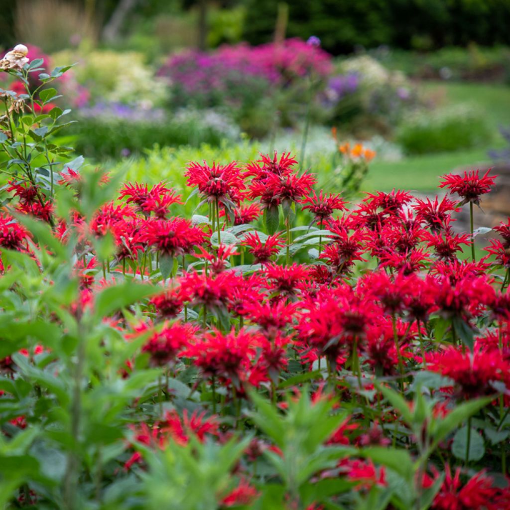 Punaväriminttu Gardenview Scarlet
