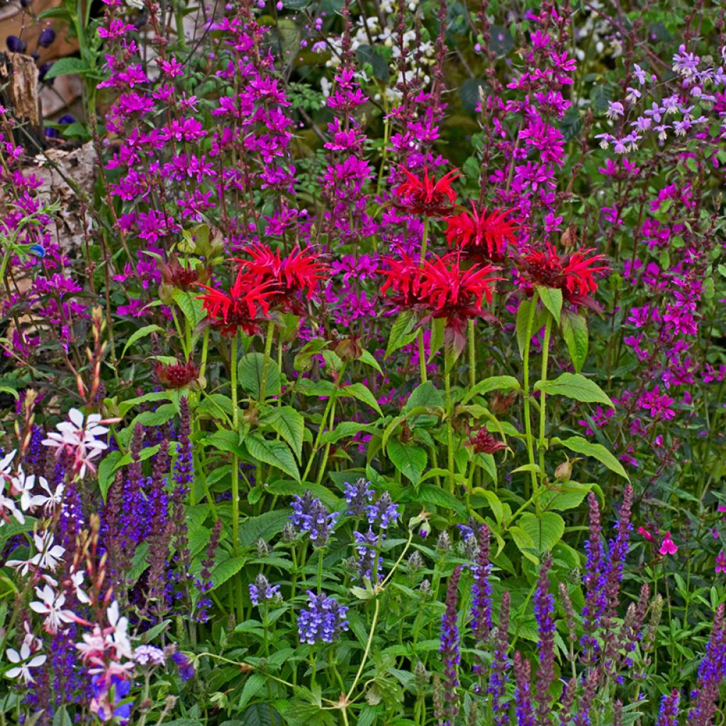Punaväriminttu Cambridge Scarlet