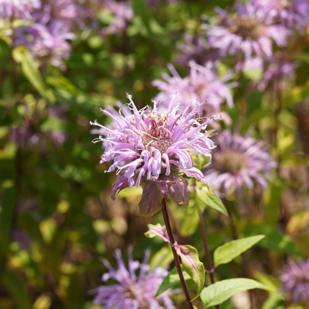 Värimintu - Monarda bradburiana