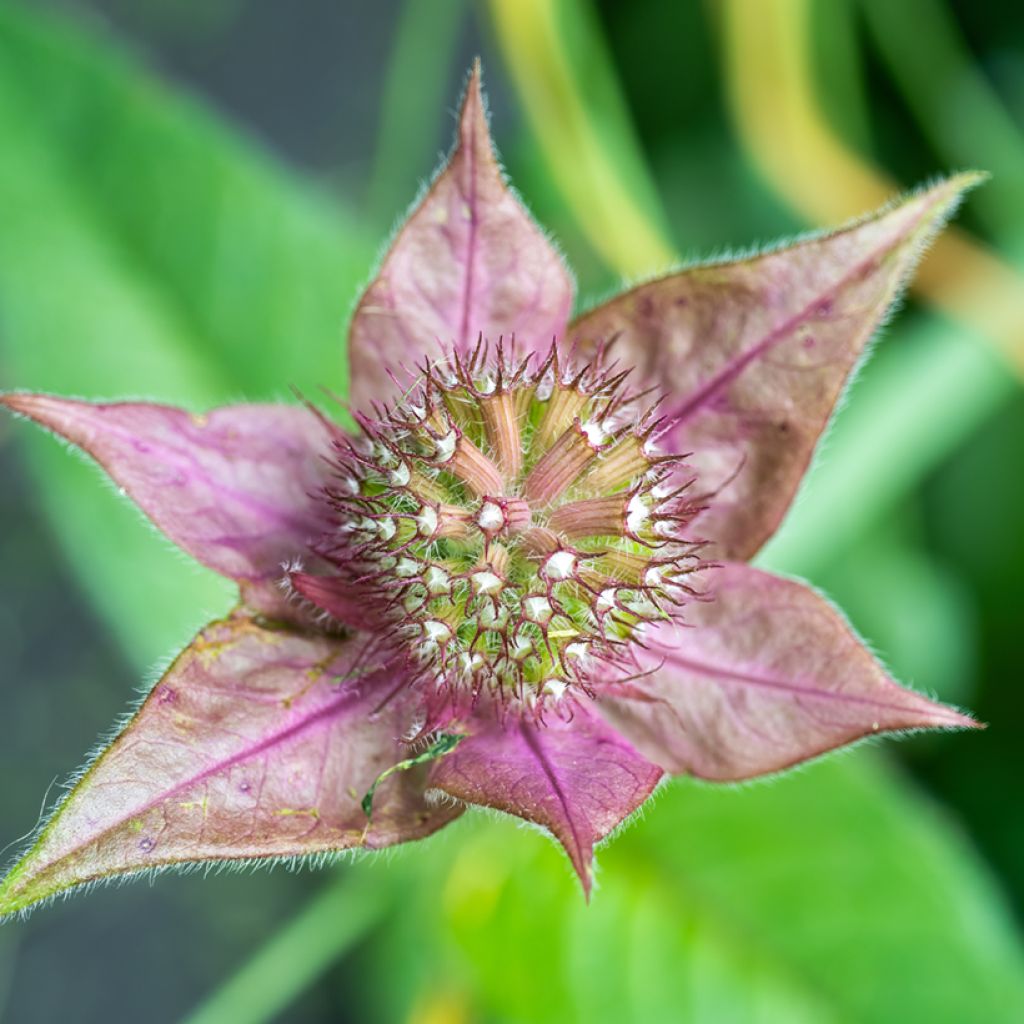 Värimintu - Monarda bradburiana