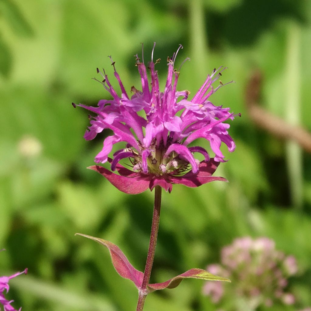 Väriminttu - Monarda fistulosa subsp.menthifolia
