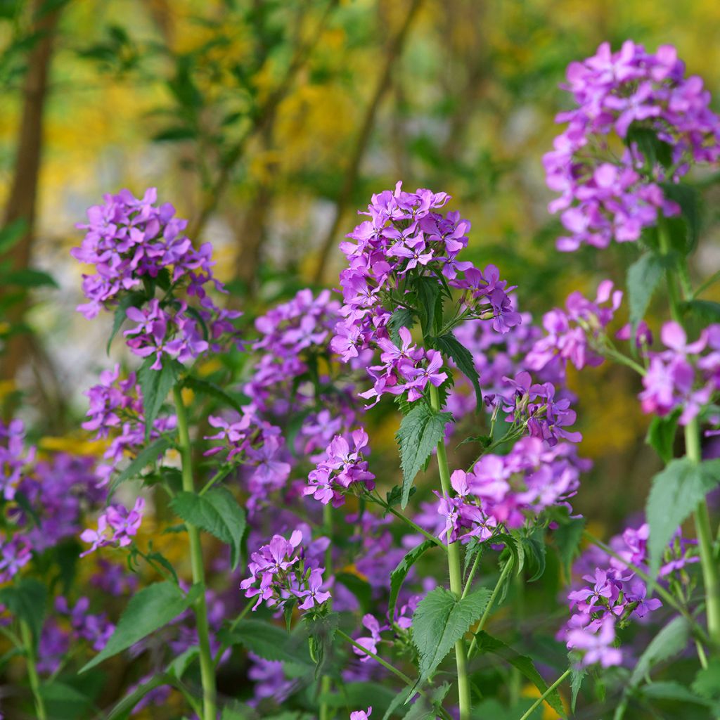 Kesäkuuruoho - Lunaria annua