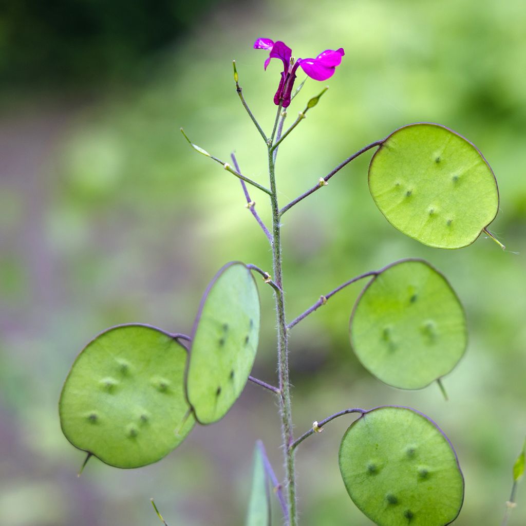 Kesäkuuruoho - Lunaria annua