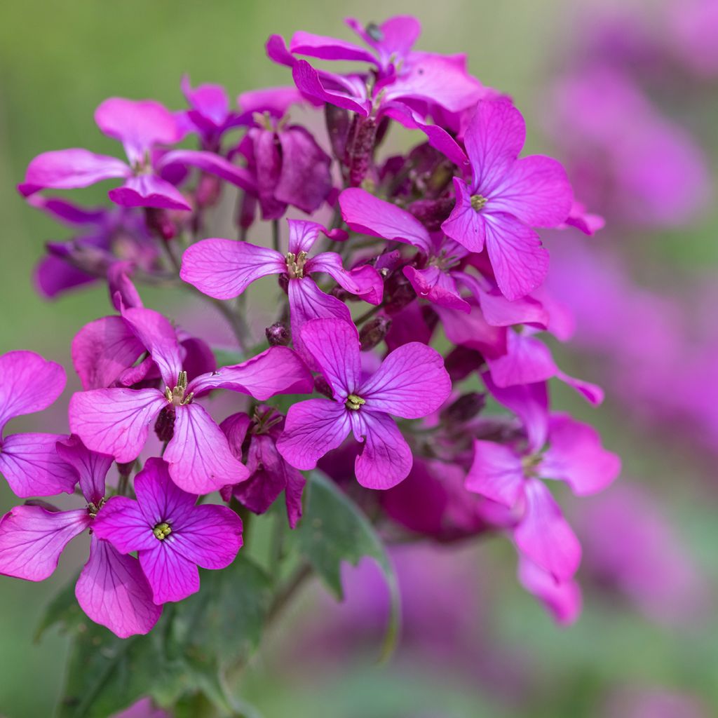 Kesäkuuruoho - Lunaria annua