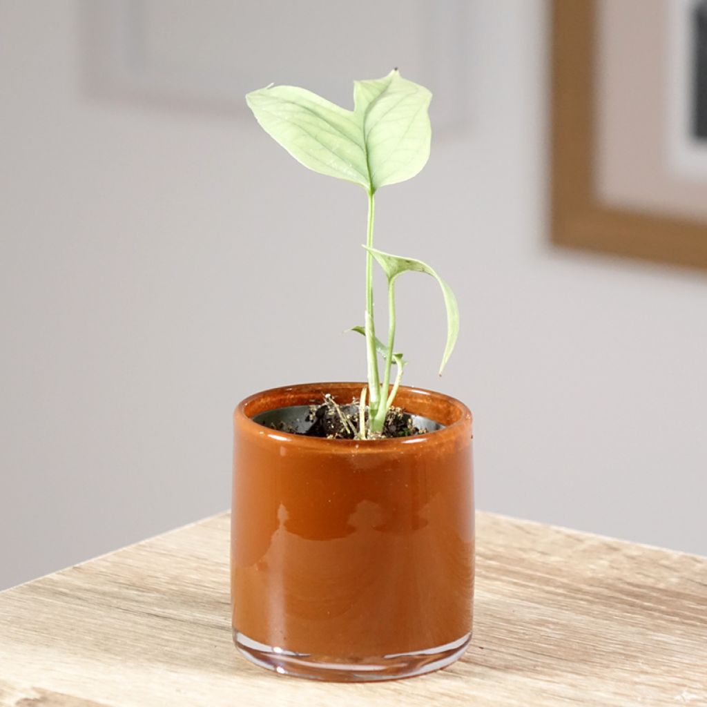 Amydrium medium Hopea