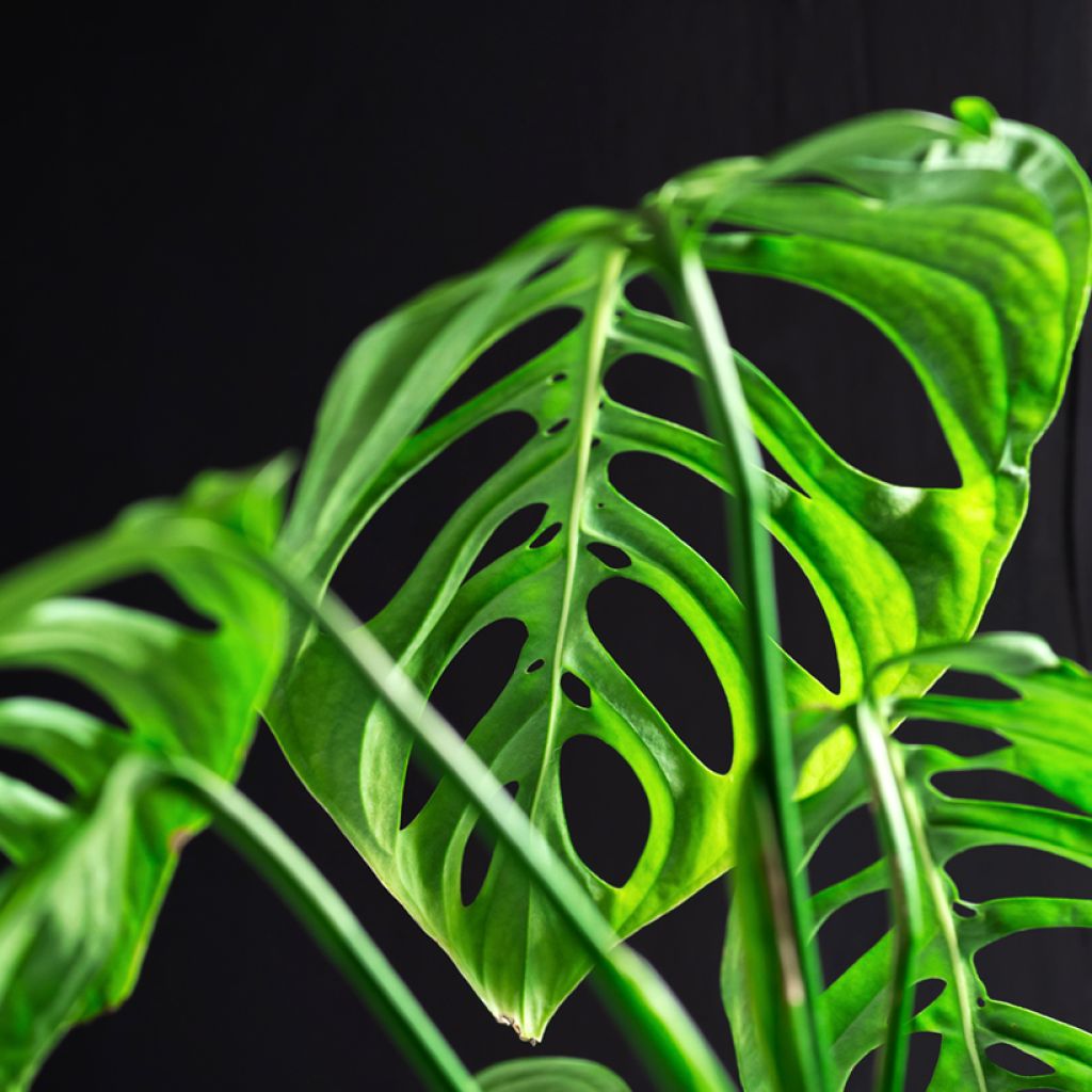 Aarnipeikonlehti - Monstera adansonii