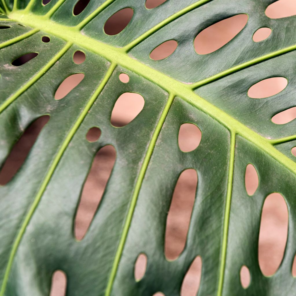 Jättipeikonlehti - Monstera deliciosa