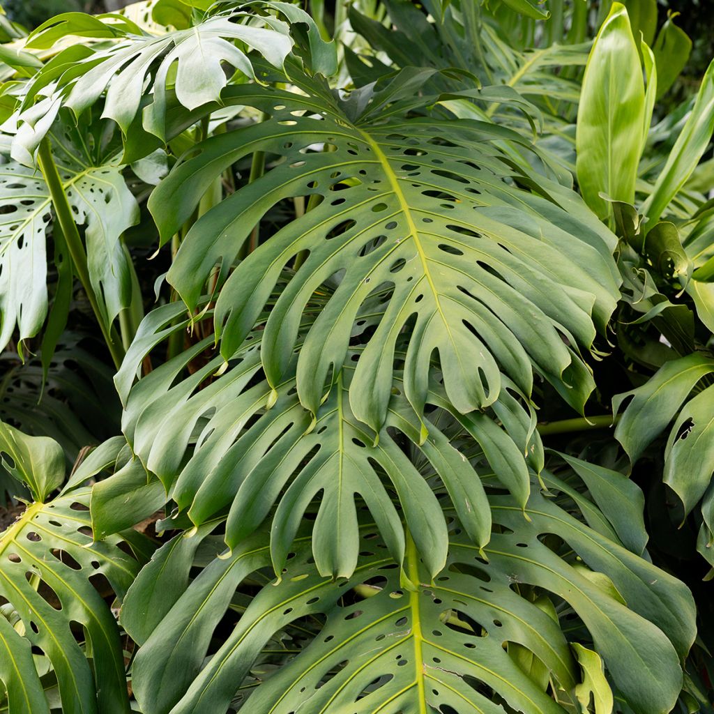 Jättipeikonlehti - Monstera deliciosa