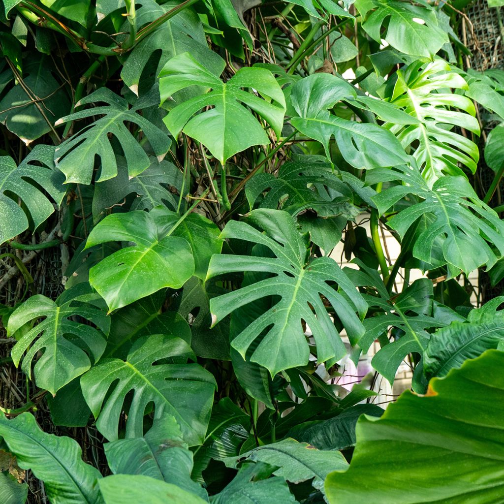 Jättipeikonlehti - Monstera deliciosa