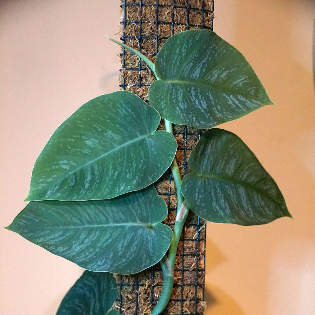 Peikonlehti - Monstera dubia