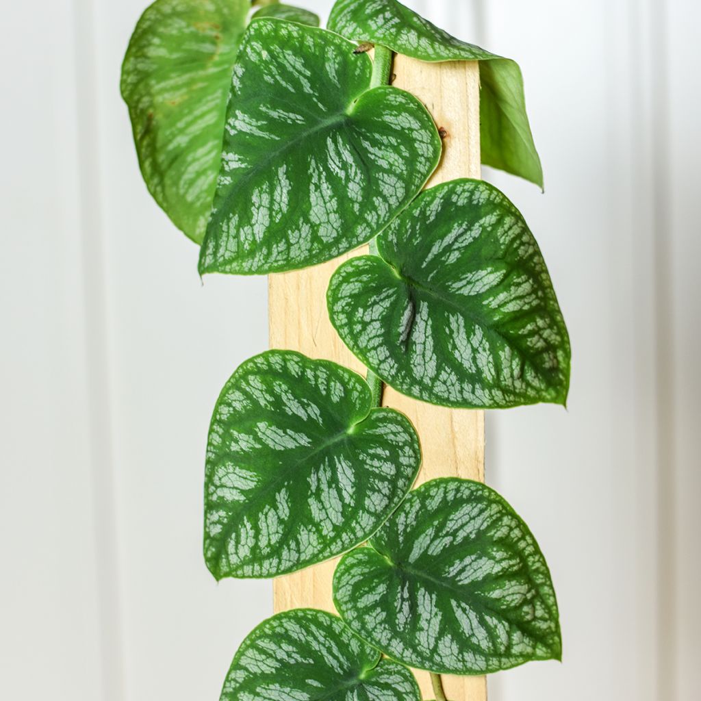 Peikonlehti - Monstera dubia