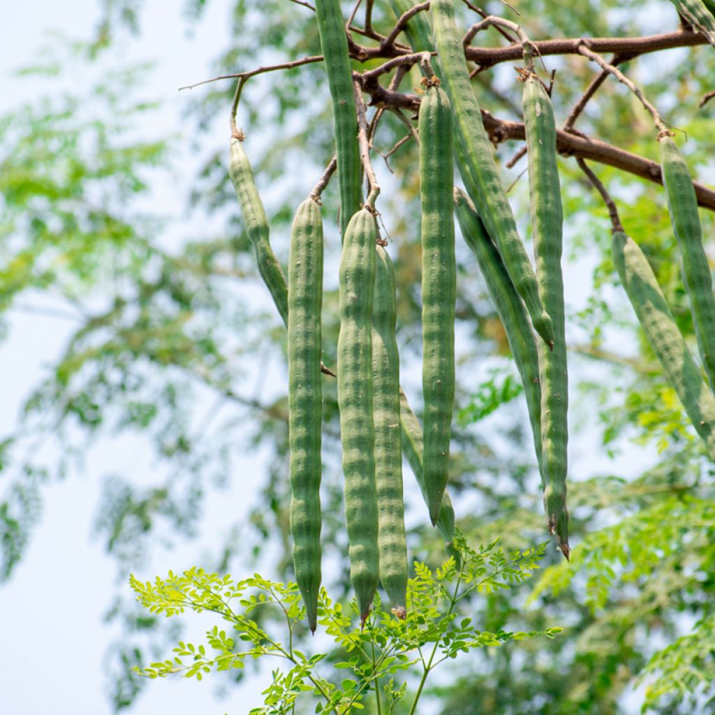 Ceyloninmoringa - Moringa oleifera