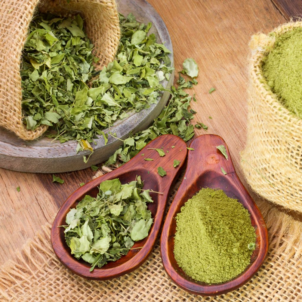 Ceyloninmoringa - Moringa oleifera