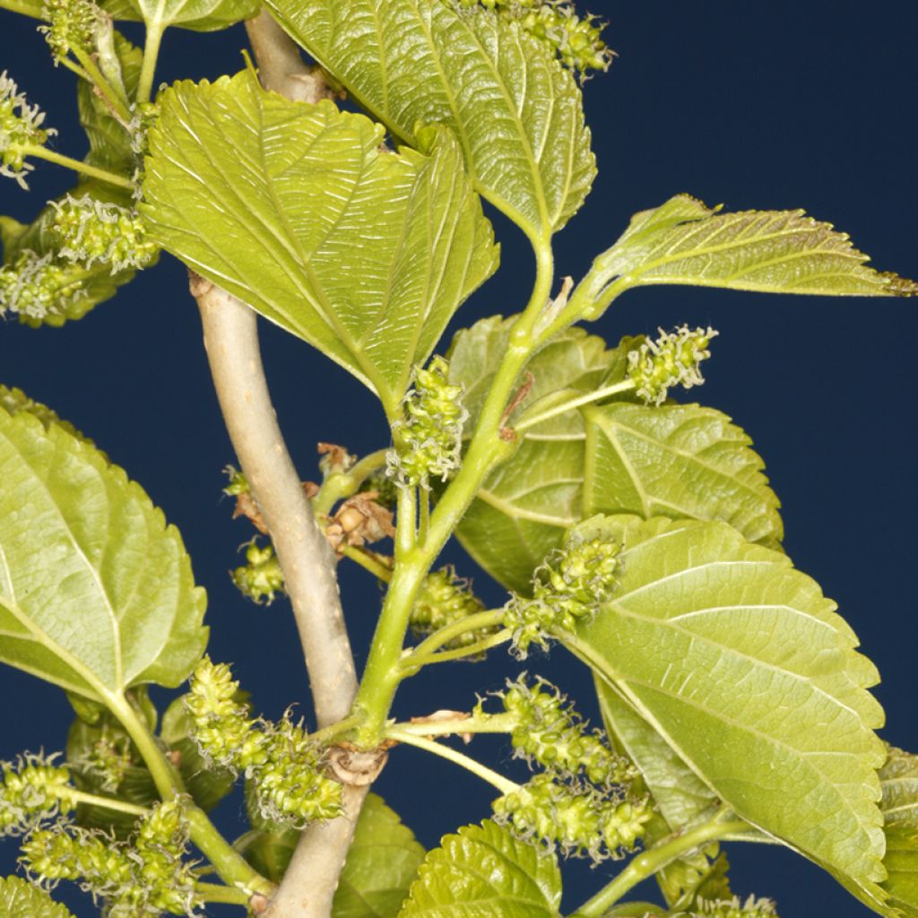 Valkomulperi Spirata