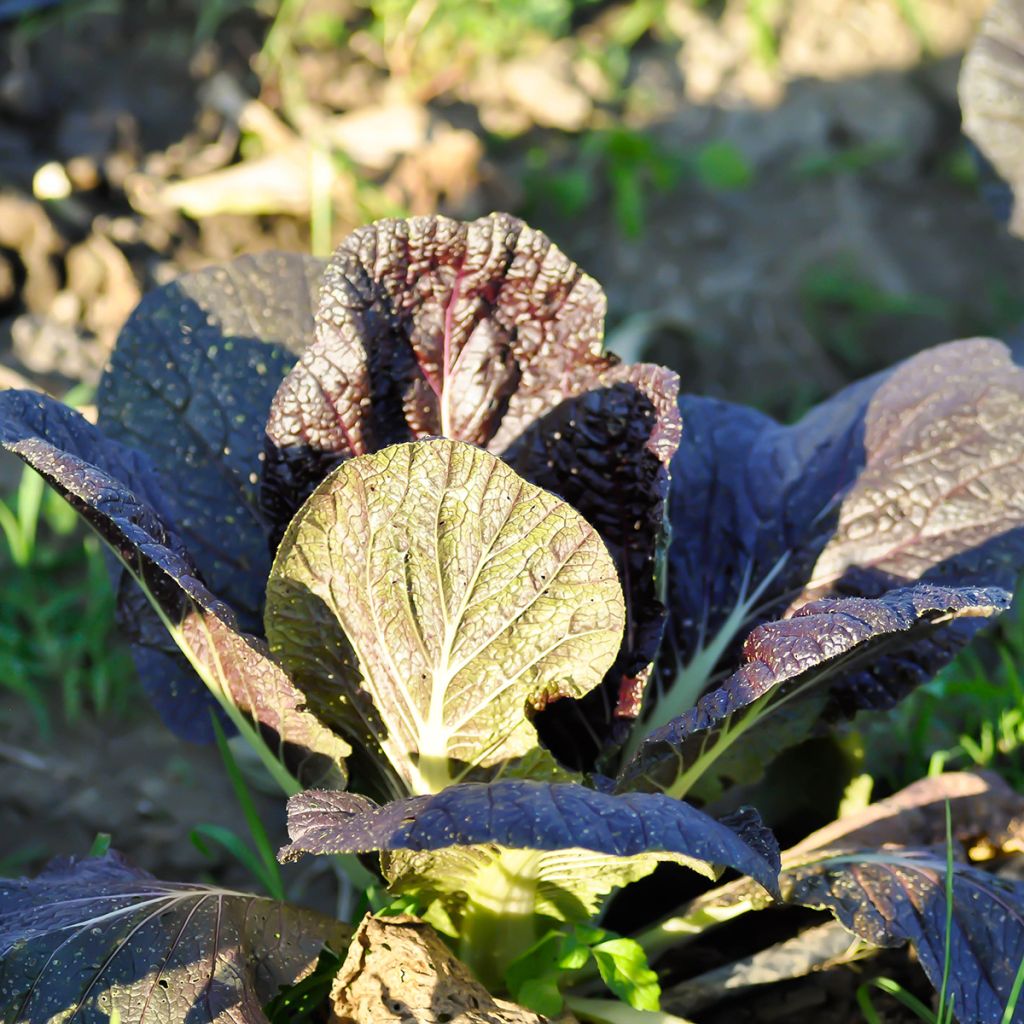 Sareptansinappi Red Giant luomu - Ferme de Sainte Marthe
