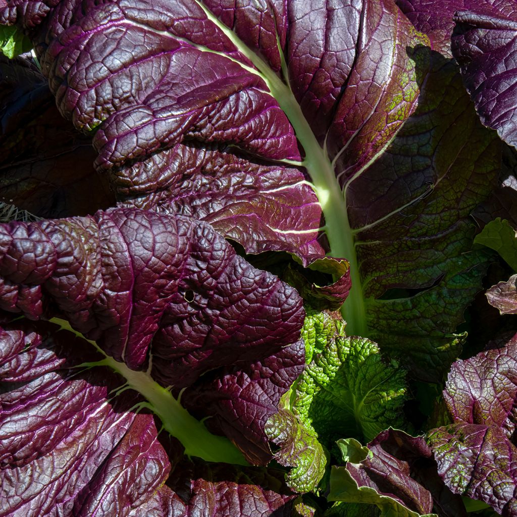 Sareptansinappi Red Giant luomu - Ferme de Sainte Marthe