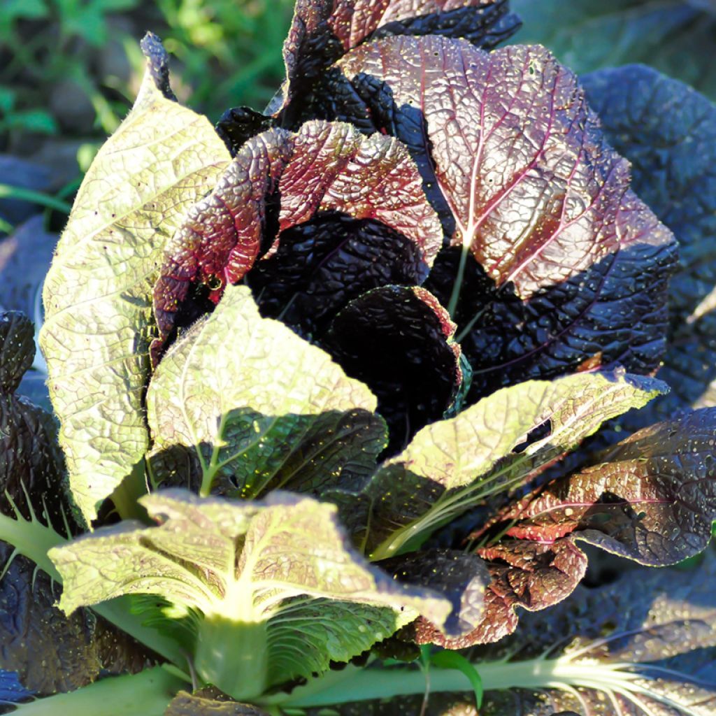 Sareptansinappi Red Giant luomu - Ferme de Sainte Marthe