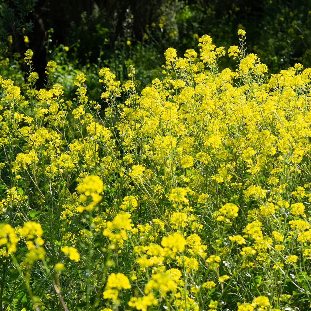 Keltasinappi - Sinapis alba