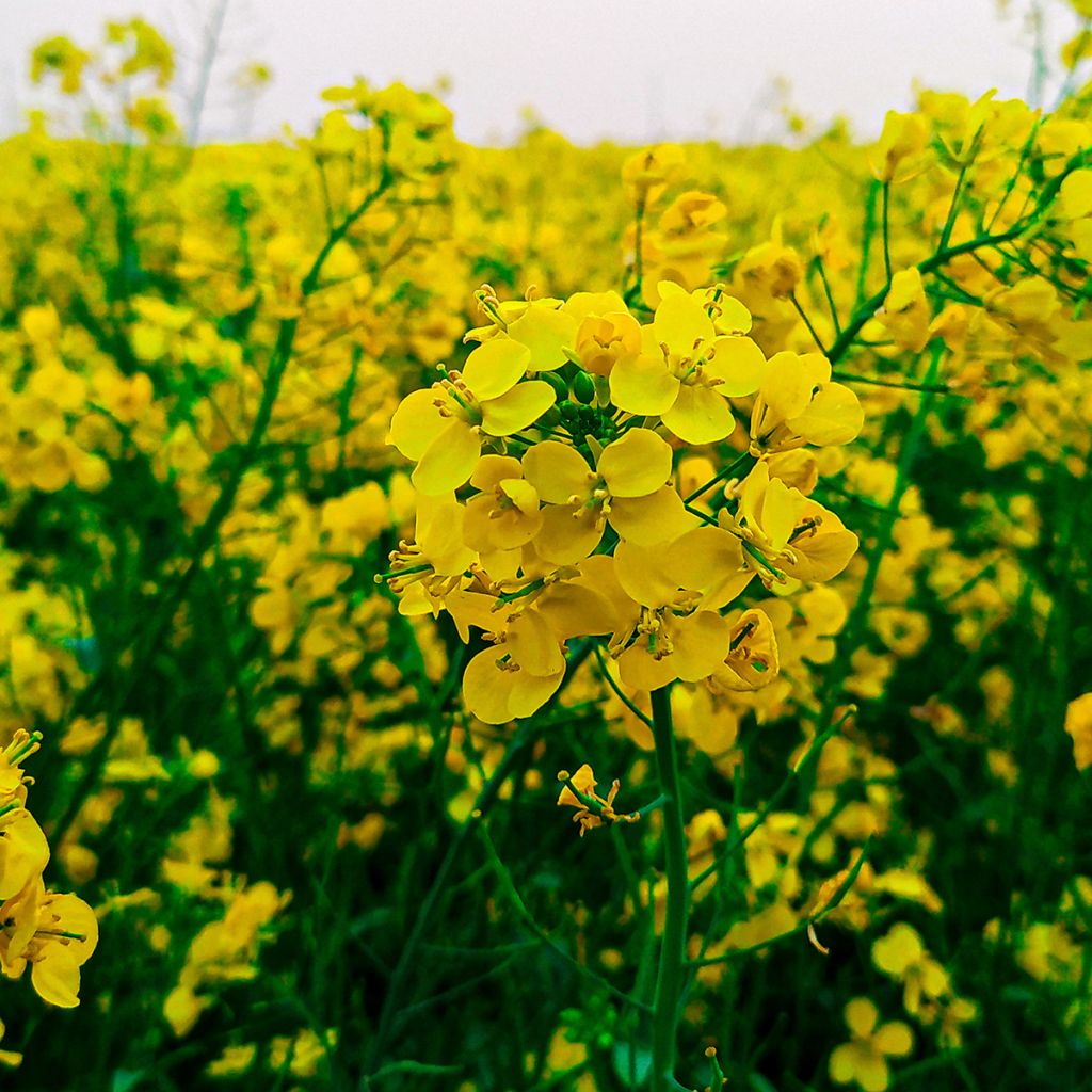 Keltasinappi - Sinapis alba