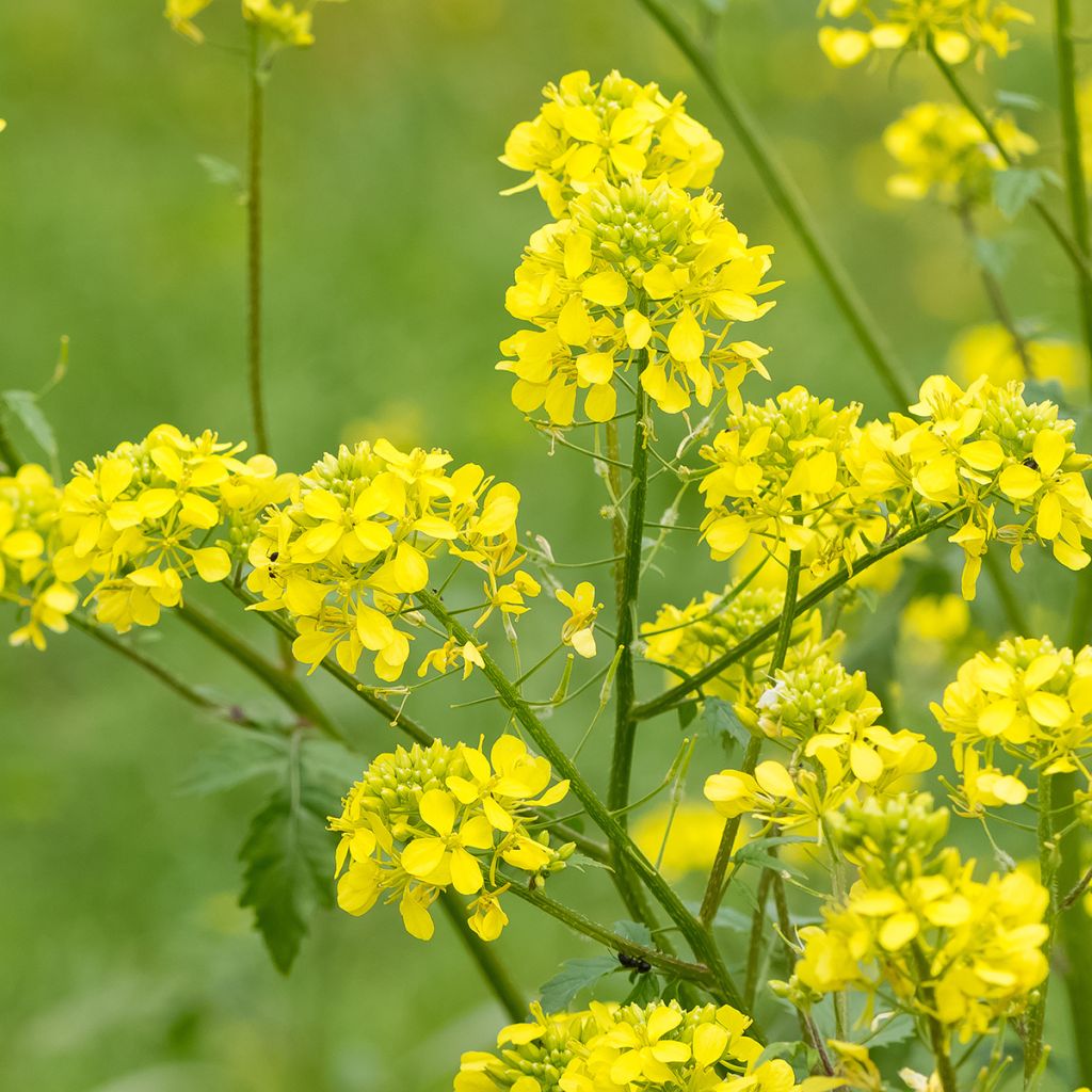 Keltasinappi - Sinapis alba