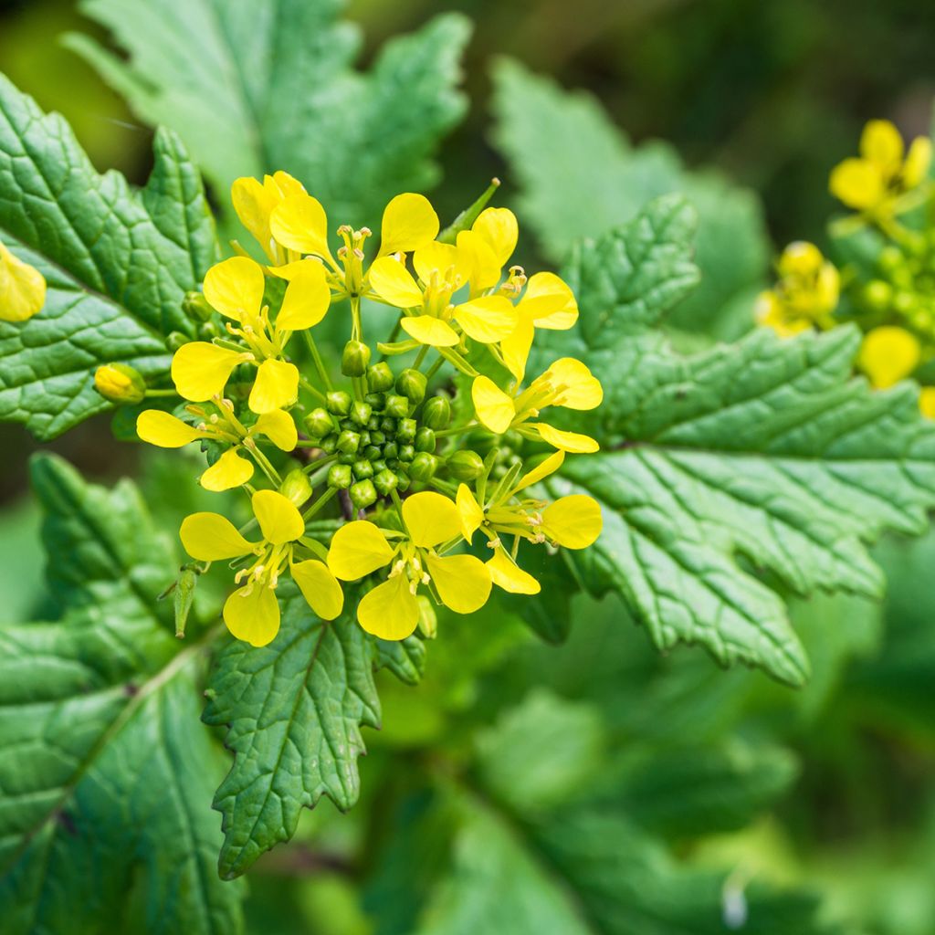 Keltasinappi - Sinapis alba
