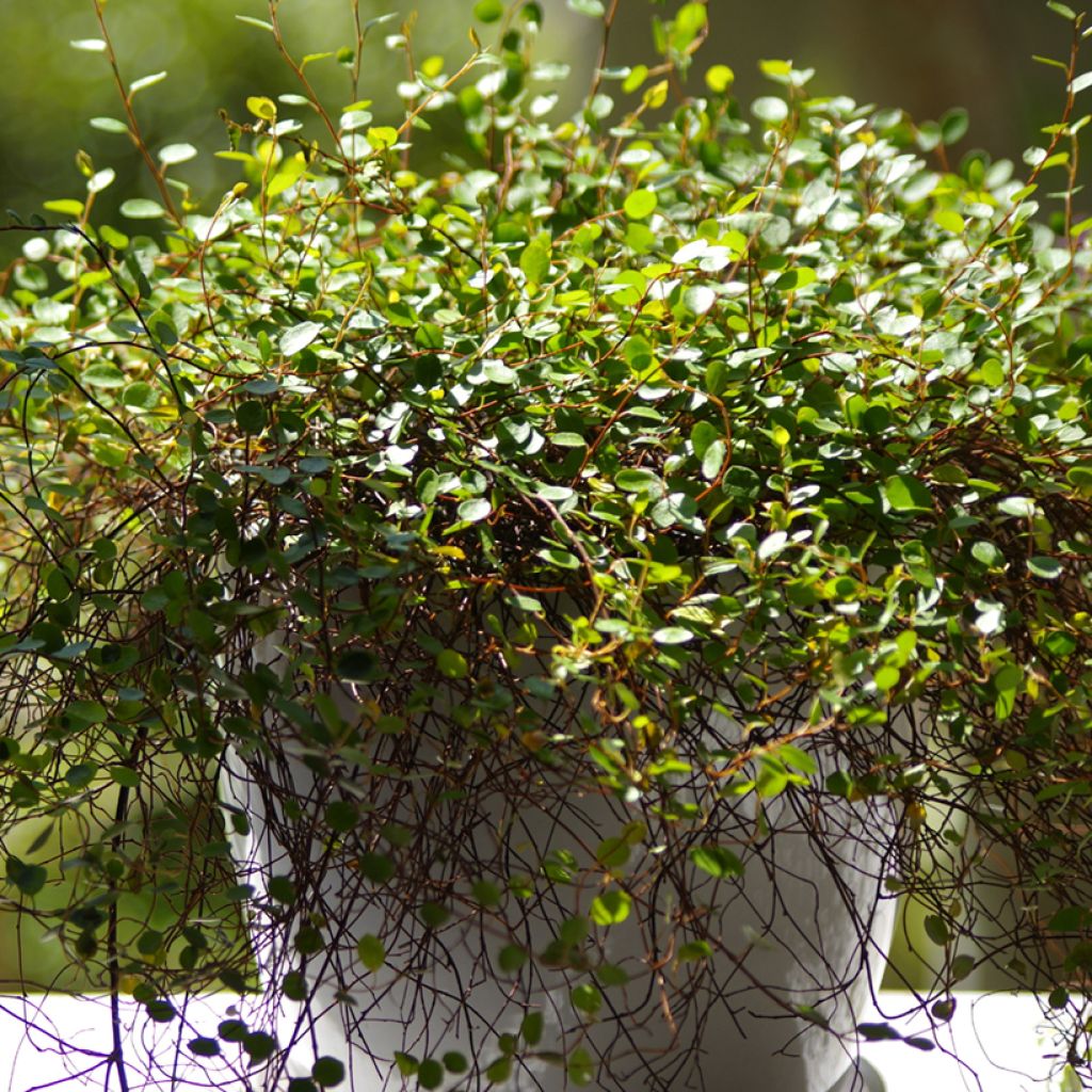 Kietolankaköynnös - Muehlenbeckia complexa