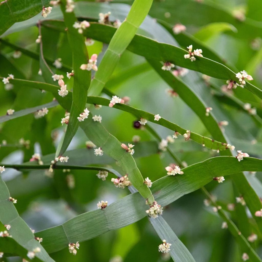 Lankaköynnös - Muehlenbeckia platyclada