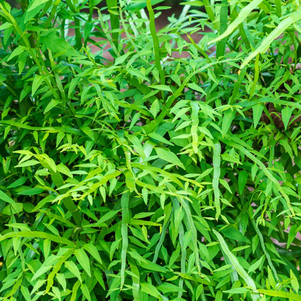 Lankaköynnös - Muehlenbeckia platyclada